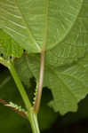 Smallspike false nettle